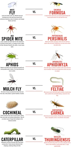 What Are Beneficial Organisms For Natural Pest Control?