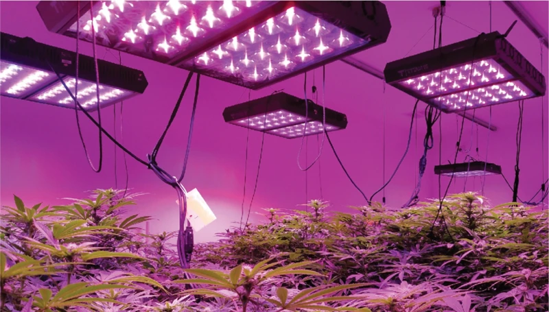 What Are Cob Grow Lights?