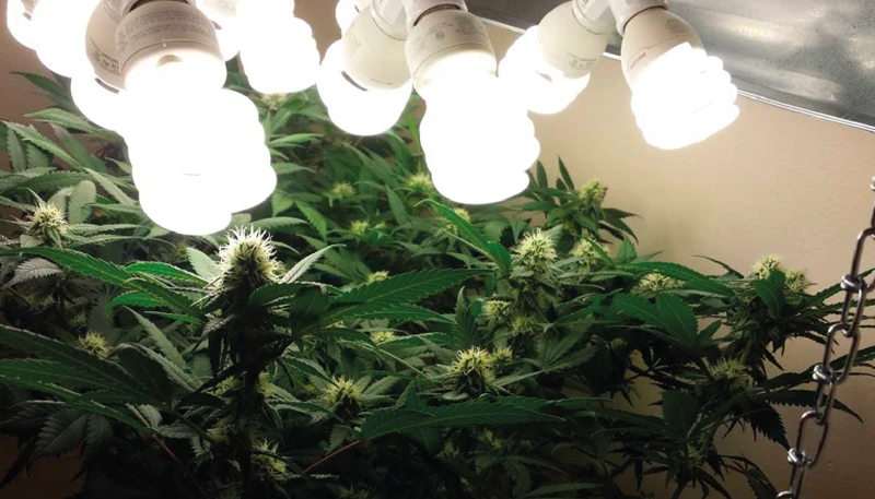 What Are Fluorescent Grow Lights?