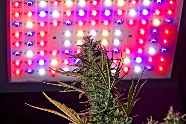What Are Full Spectrum Grow Lights?