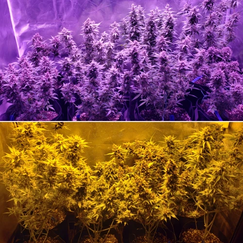 What Are Led And Hps Grow Lights?