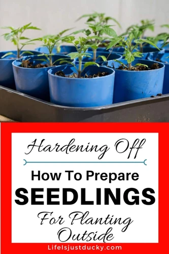 importance-of-hardening-off-seedlings-before-transplanting-a-guide