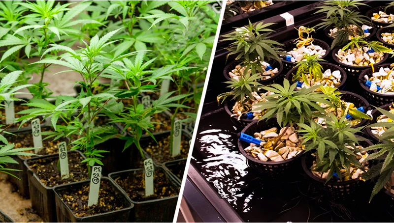 What Is Hydroponic Cannabis Growing?