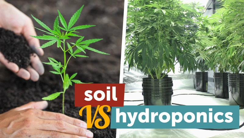 What Is Soil Cannabis Growing?