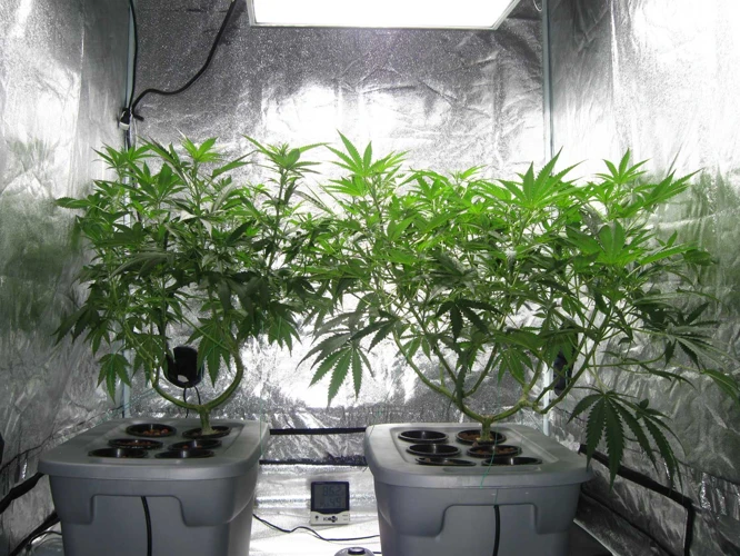 What Is The Best Water For Hydroponic Cannabis Plants?