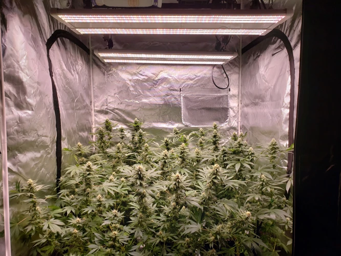 What Is The Optimal Light Distance For Cannabis Plants?