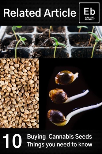 What Makes A High-Quality Cannabis Seed?