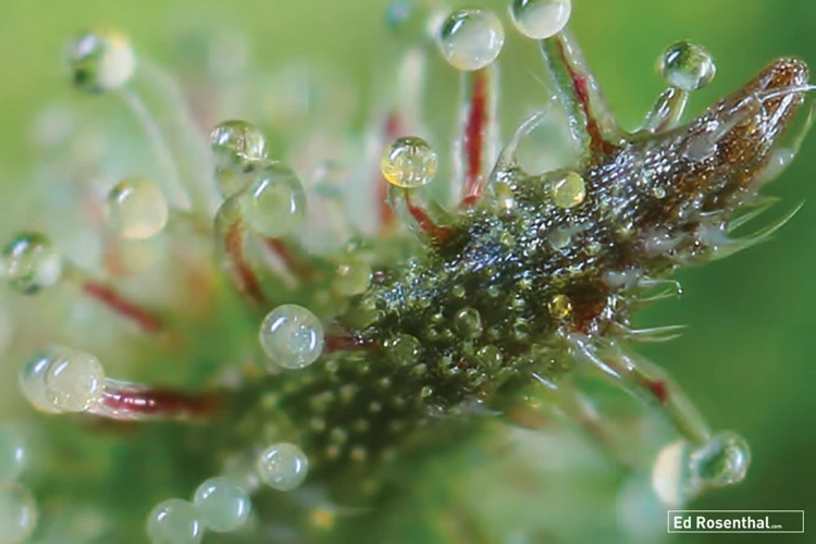 What Should You Look For While Checking Trichomes?