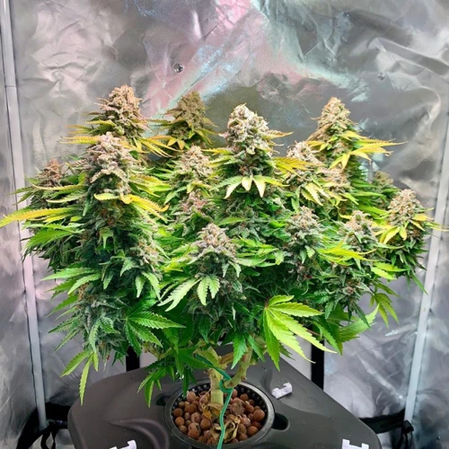 What To Avoid When Performing Lst