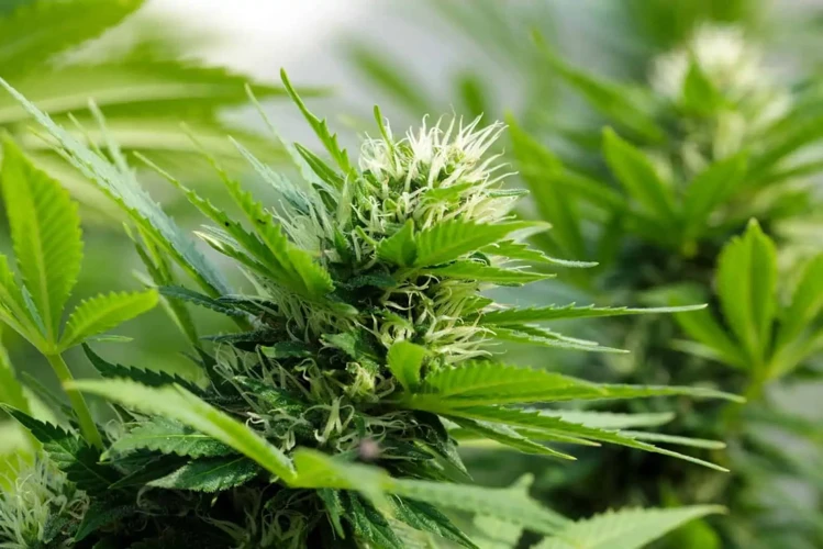 What To Consider Before Growing Auto-Flowering Strains