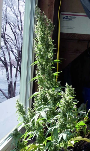 What To Do When Your Grow Room Gets Too Hot Or Too Cold