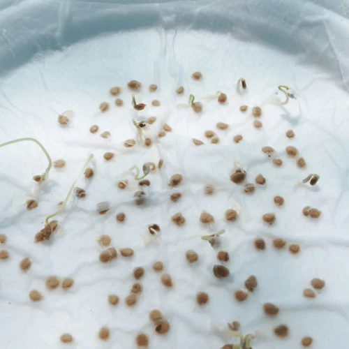 When And How To Scarify Cannabis Seeds