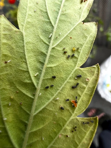 When To Apply Organic Aphid Control Methods