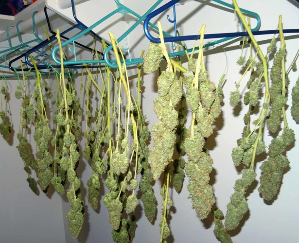 When To Harvest Your Cannabis