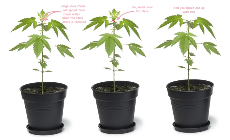 When To Top Cannabis Plants
