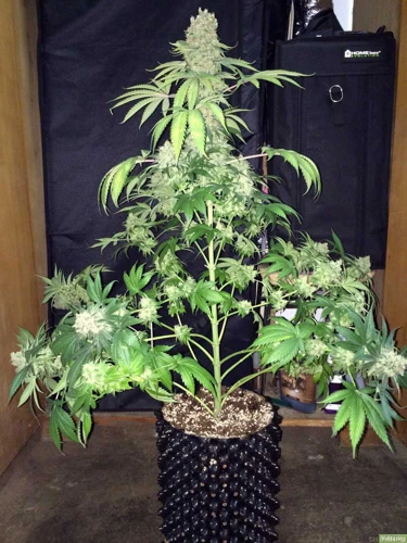 When To Top Your Marijuana Plant