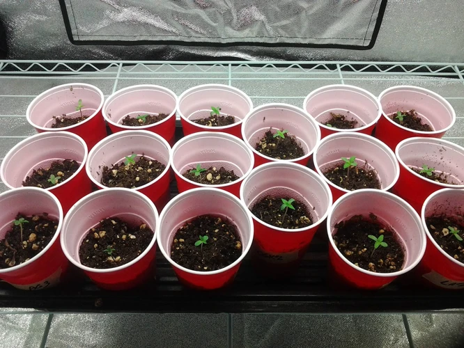 When To Transplant Cannabis Seedlings
