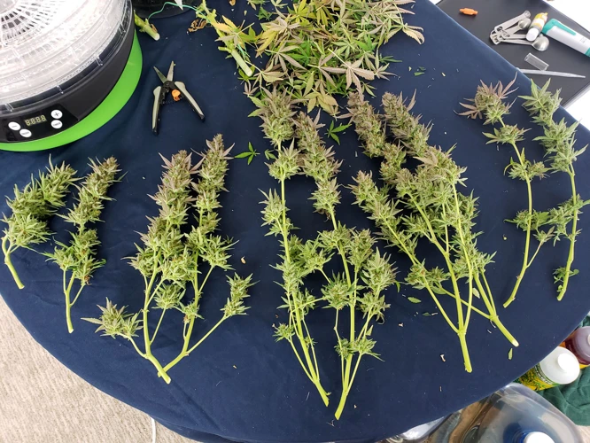 When To Trim Leaves During Harvest