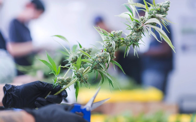 When To Trim Your Cannabis Plants