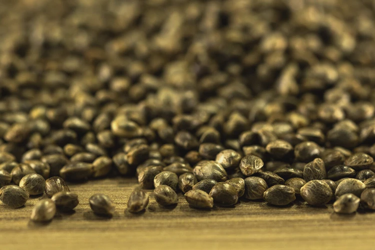 Where To Buy High-Quality Cannabis Seeds