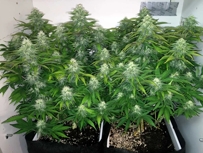 Which Is Better For Cannabis Plants?