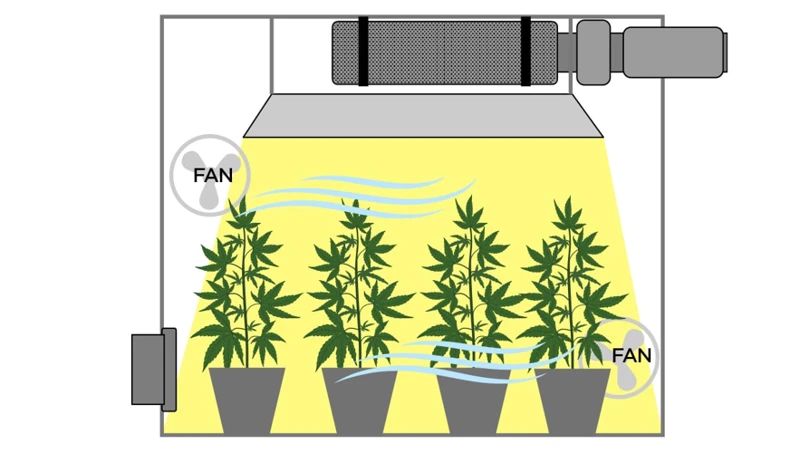Why Air Circulation Is Crucial For Cannabis Plants