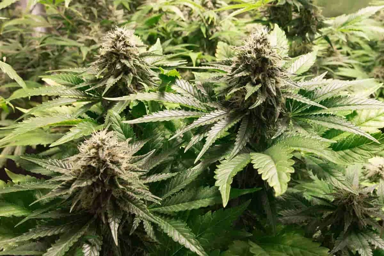 Why Choose Fast-Growing Strains With High-Yields?