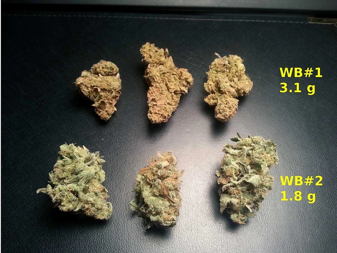 Why Cure Cannabis?