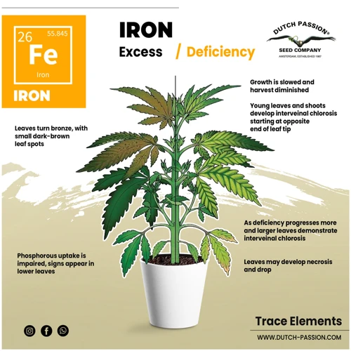 Why Is Iron Important For Cannabis Plants?