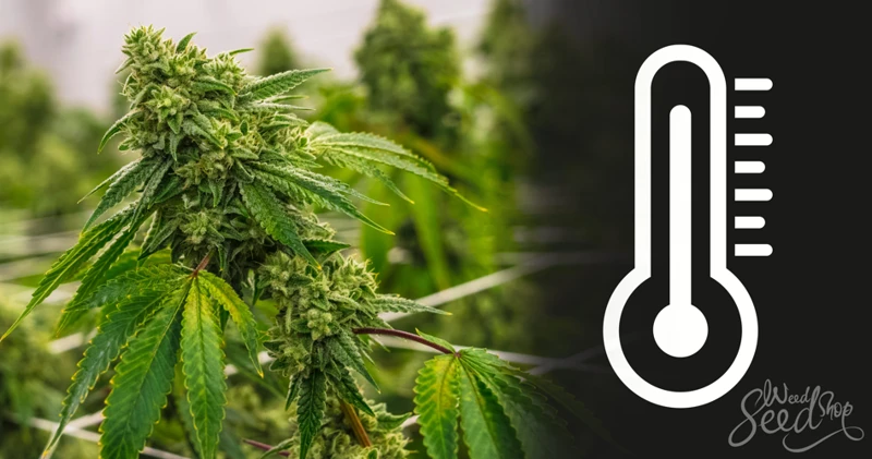 Why Is Temperature Important For Cannabis Plant Growth And Flowering?