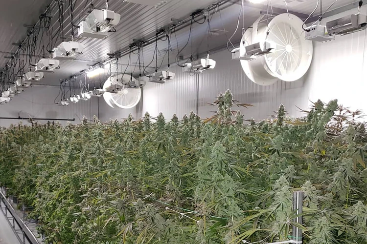 Why Is Temperature Regulation Important In Cannabis Grow Rooms?
