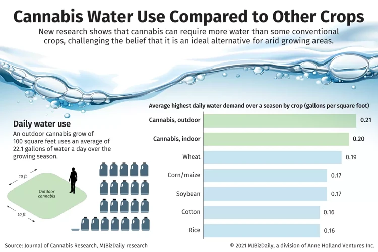 Why Is Watering Important For Cannabis?