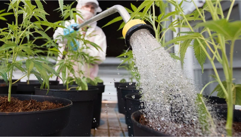 Why Organic Watering Is Important For Growing Cannabis