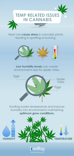 Why Temperature And Humidity Control Are Important For Cannabis