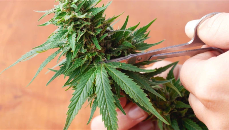 Why Trim Leaves During Harvest