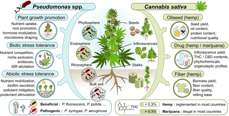 Working Mechanisms Of Beneficial Fungi In Nutrient Uptake For Cannabis Plants
