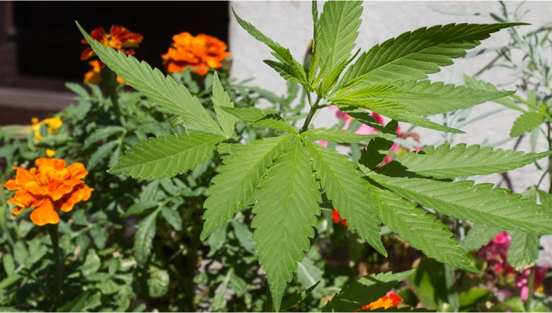 Worst Companion Plants For Cannabis